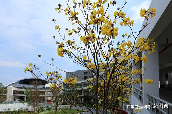 此地黄花分外香.jpg