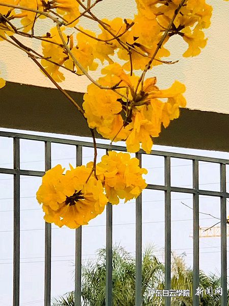花开正艳.jpg