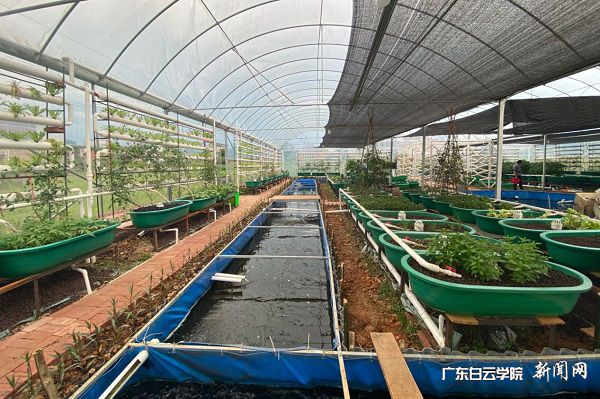 正在建设中的鱼菜共生养殖基地.jpg